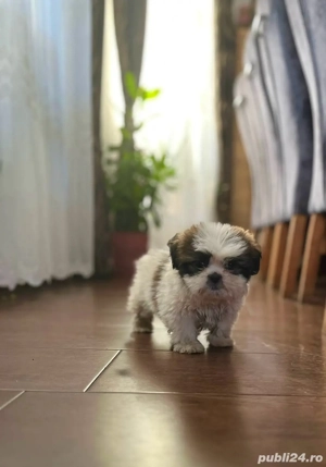 Shih Tzu de vanzate 