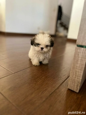 Shih Tzu de vanzare - imagine 3