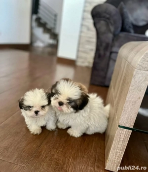 Shih Tzu de vanzare - imagine 2
