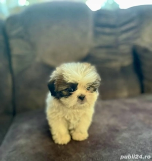 Shih Tzu de vanzare
