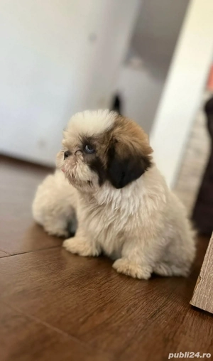 Shih Tzu de vanzare - imagine 5