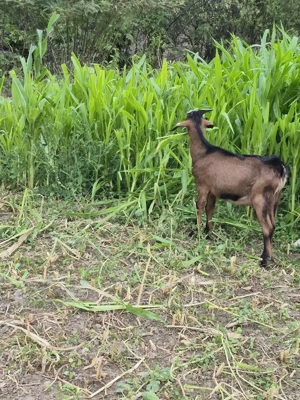 Tap alpin de vanzare ! 