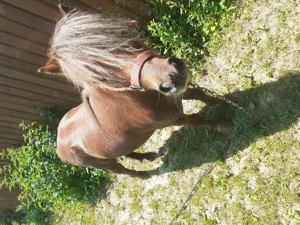 Vând ponei armăsar , cuminte  - imagine 3