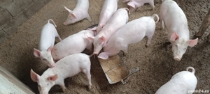 purcei de vanzare  - imagine 2