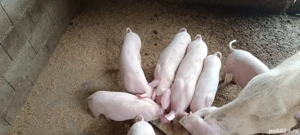 purcei de vanzare  - imagine 4