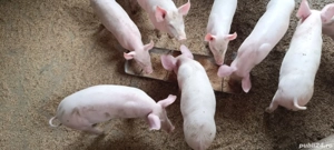 purcei de vanzare  - imagine 3