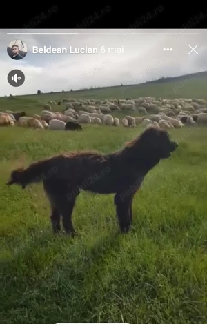 Vand cane ciobanesc corb crescut la oi. - imagine 2 Vand cane ciobanesc corb crescut la oi. - imagine 2