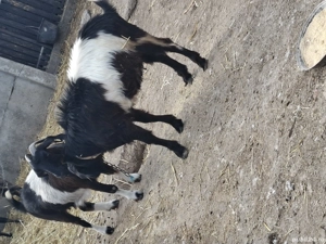 metiș anglo-nubian - imagine 2