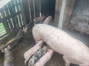 Purcei de vanzare - imagine 2 Purcei de vanzare - imagine 2