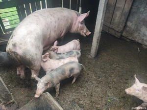 Purcei de vanzare - imagine 4 Purcei de vanzare - imagine 4