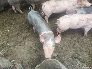 Purcei de vanzare - imagine 5 Purcei de vanzare - imagine 5