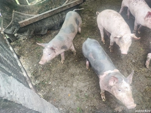 Purcei de vanzare - imagine 3 Purcei de vanzare - imagine 3