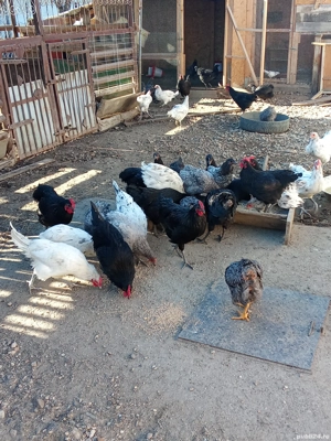 gaini australorp  - imagine 2 gaini australorp  - imagine 2