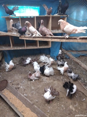 Vand porumbei de ornament - imagine 2