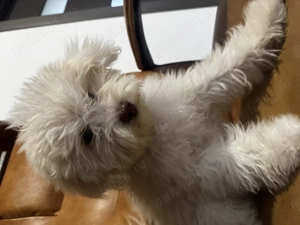 Vând Bichon maltez  - imagine 3