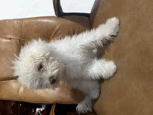 Vând Bichon maltez  - imagine 2