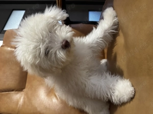 Vând Bichon maltez  - imagine 4