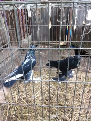 Vand 3 perechi gusati de pomerania - imagine 2