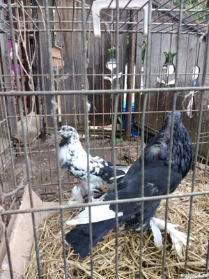 Vand 3 perechi gusati de pomerania - imagine 3