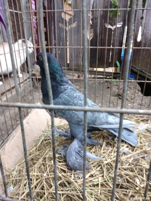 Vand 3 perechi gusati de pomerania