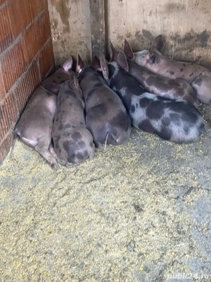 porci de vanzare  - imagine 4 porci de vanzare  - imagine 4