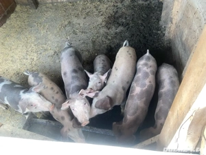 porci de vanzare 
