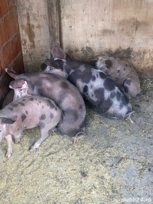 porci de vanzare  - imagine 3 porci de vanzare  - imagine 3