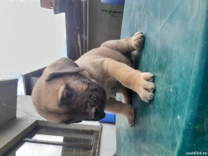 vad  presa canario pui 1 luna