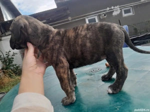 vad  presa canario pui 1 luna - imagine 3