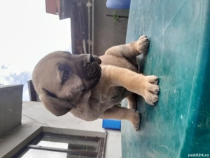 vad  presa canario pui 1 luna - imagine 2