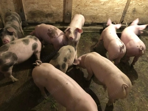 Purcei  50-60kg - imagine 2 Purcei  50-60kg - imagine 2