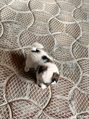 Catei bishoni - imagine 3