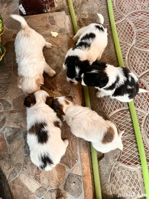 Catei bishoni - imagine 2