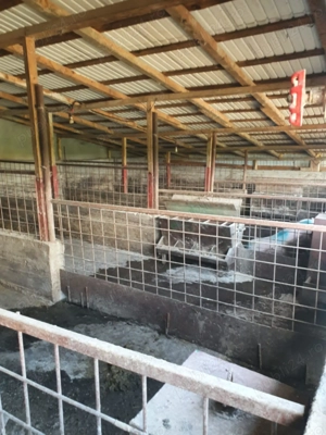 Vând fermă zootehnică utilată, 1000 m  construiți, comuna Dulceanca, sat Vedea   Teleorman - imagine 2 Vând fermă zootehnică utilată, 1000 m  construiți, comuna Dulceanca, sat Vedea   Teleorman - imagine 2