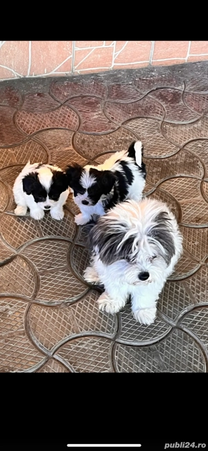 Catei bishoni - imagine 5