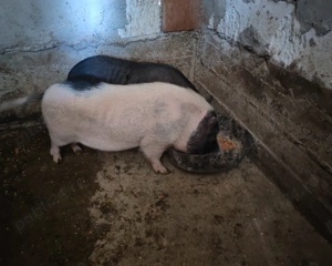 Vând 2 vierusi vietnamezi 