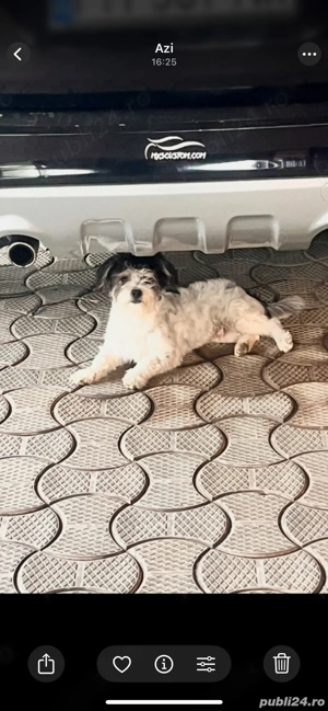 Catei bishoni - imagine 4