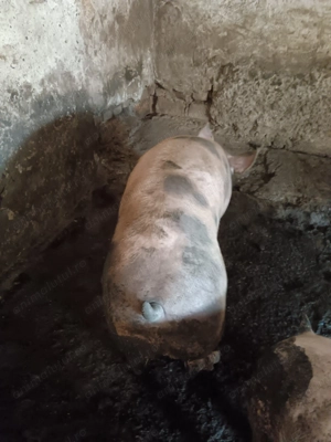 Porc de vânzare  - imagine 2