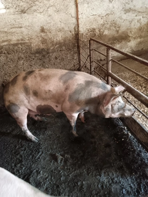 Porc de vânzare 