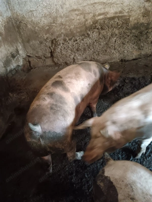 Porc de vânzare  - imagine 4