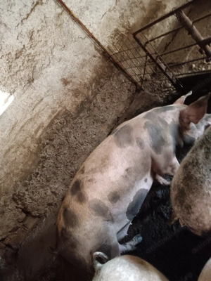 Porc de vânzare  - imagine 5