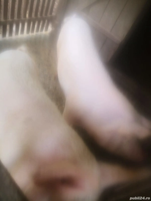 Vand 2 porci - imagine 3