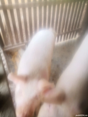Vand 2 porci