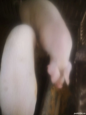 Vand 2 porci - imagine 2