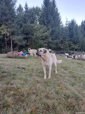 femela kangal  - imagine 3