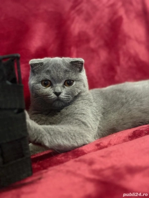 Scottish fold blue