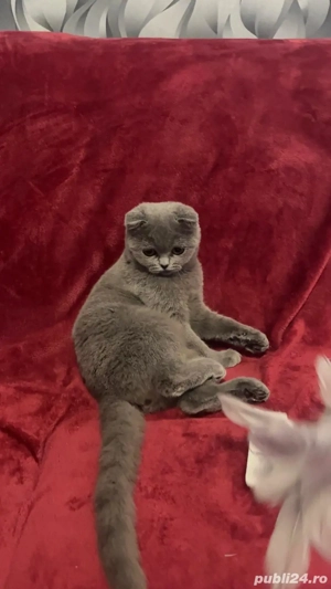 Scottish fold blue - imagine 3