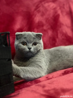 Scottish fold blue - imagine 5