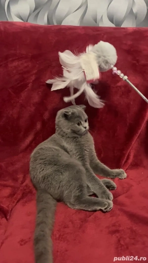 Scottish fold blue - imagine 4