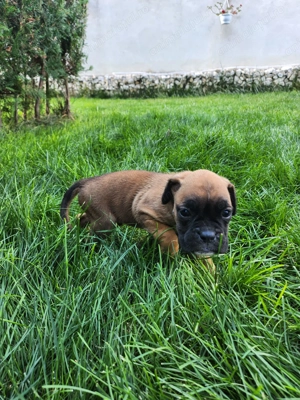 In cautarea unui nou camin - imagine 2 In cautarea unui nou camin - imagine 2